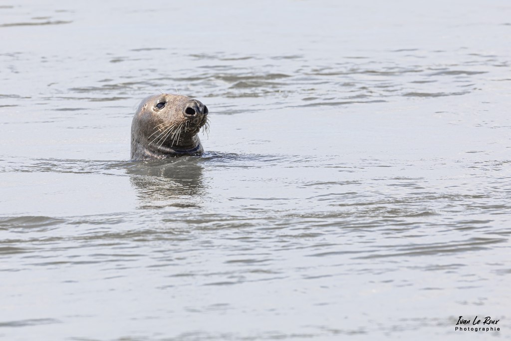 Phoque gris dans l'eau  - Baie d'Authie (62)  - 2022 - Canon EOS 5D Mark IV, Sigma 500 mm F/4 OS HSM SPORTS 500 mm, 1/1600s, f/8 ISO 400  Priorité Ouverture Photographe animalier Ivan Le Roux Berck sur mer  Pas de Calais