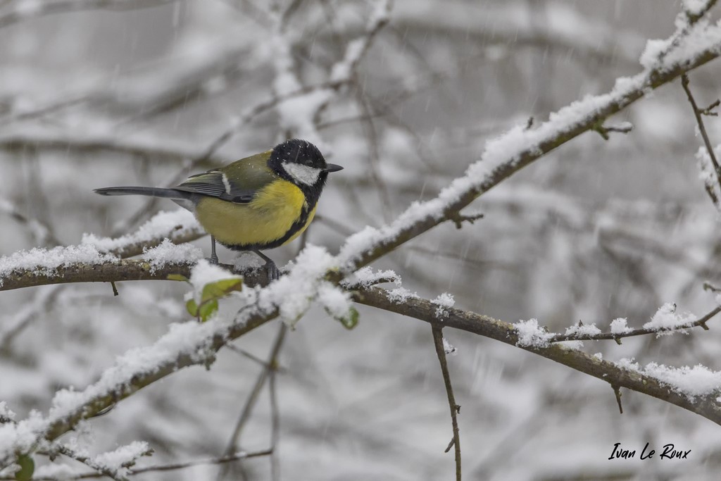 Mésange Charbonnière sous la neige - 2021