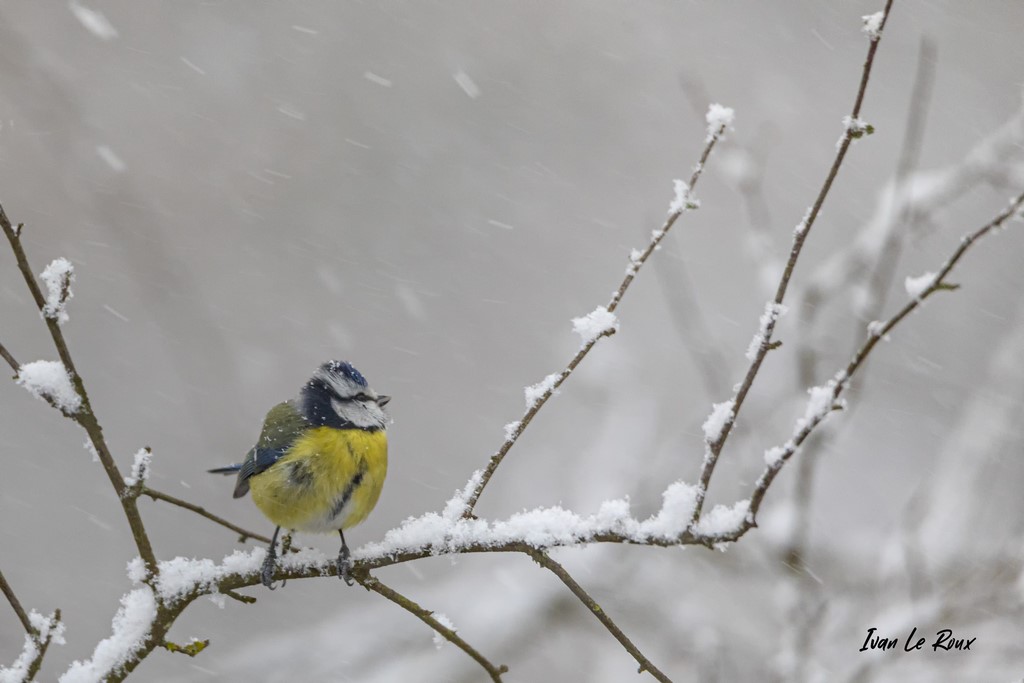Mésange Bleue sous la neige - 2021