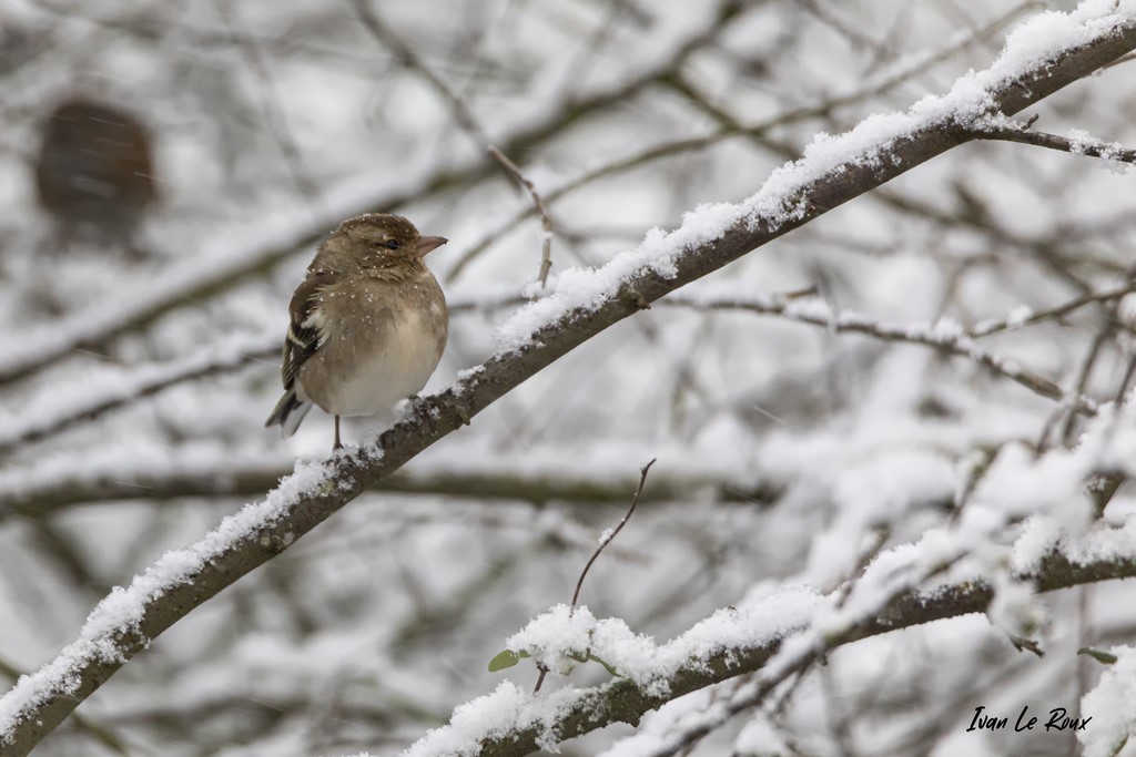Jardin d'hiver - Pinson des arbres (femelle) - 2021
