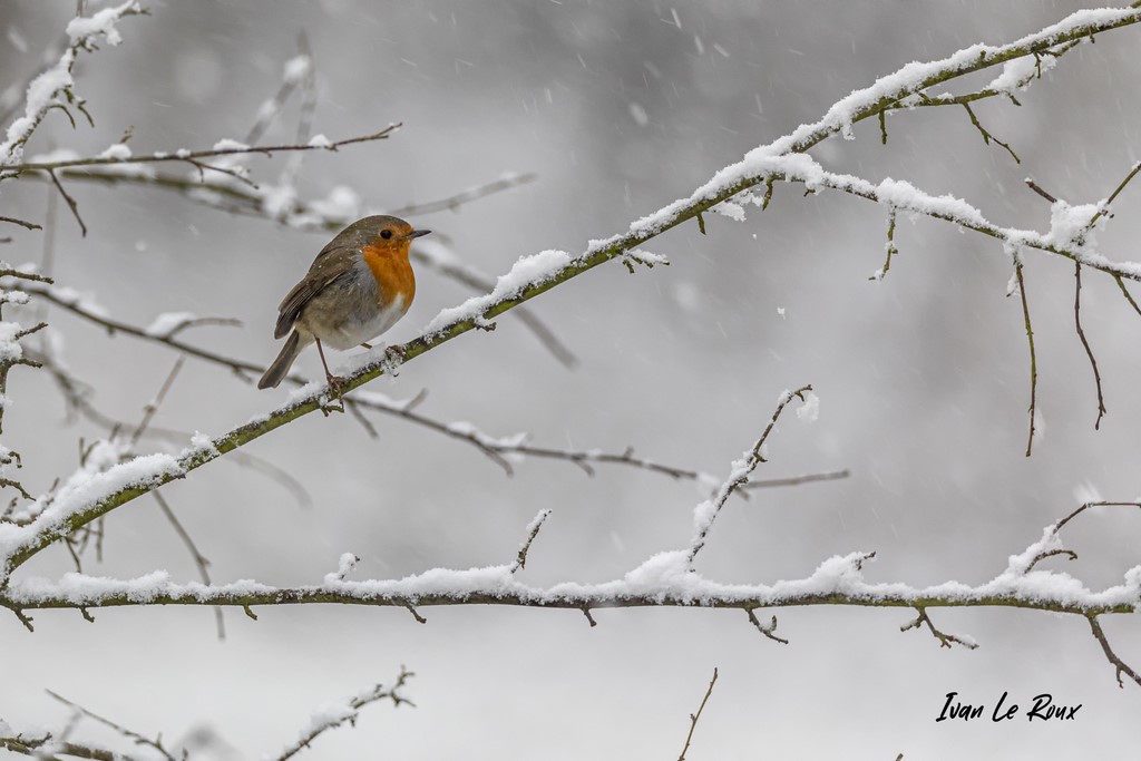 Rouge-Gorge sous la neige - 2021