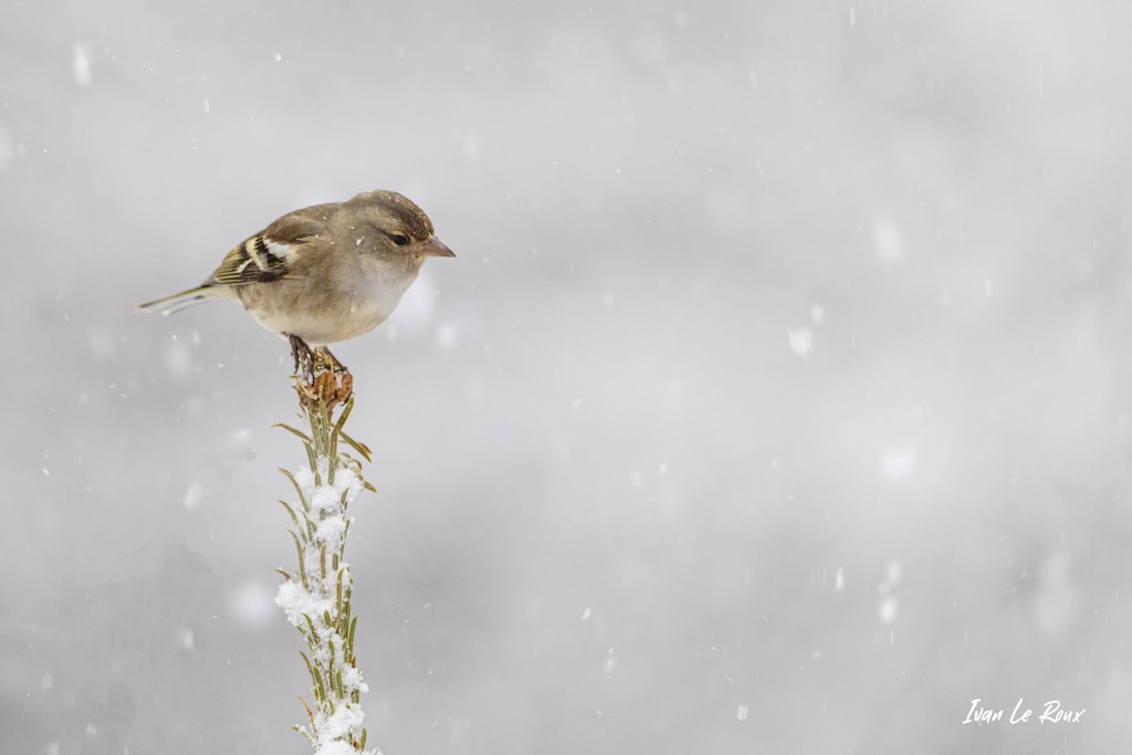 Poème Hivernal... - Pinson des arbres (femelle) - 2021