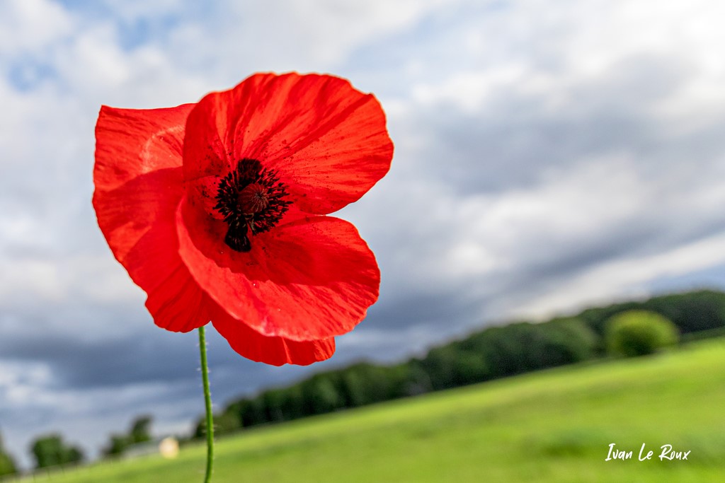 Tournesol - Romilly-la-Puthenaye (27) - 2021