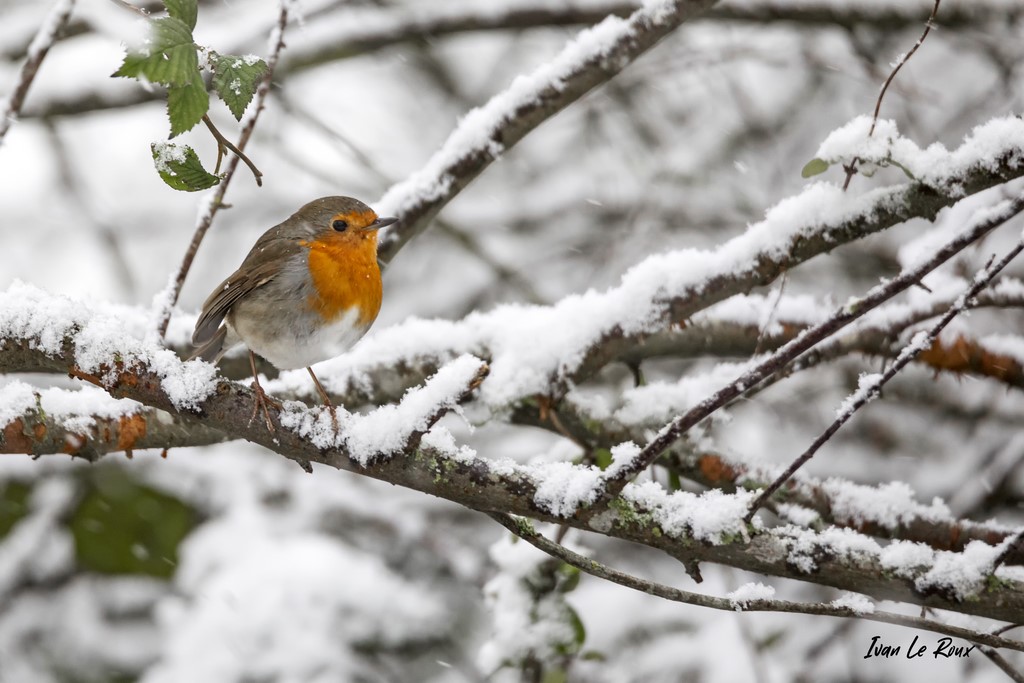 Jardin d'hiver - Rouge-Gorge - 2021