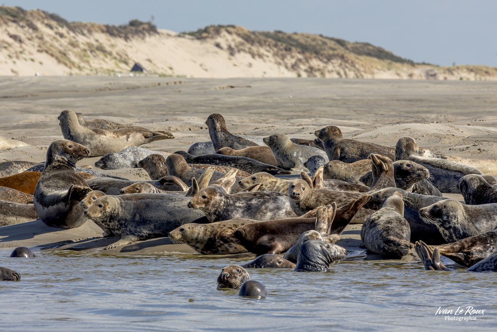 Ivan Le Roux Photographe Vacances Scolaire = Plage surpleuplée !!! - Phoque gris - Baie d'Authie (62)  - 2022 - Canon EOS 5D Mark IV, Sigma 500 mm F/4 OS HSM SPORTS 500 mm, Berck-sur-mer