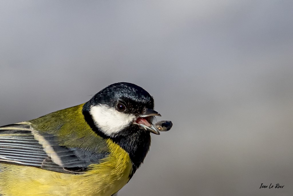 Mésange Charbonnière graine humour