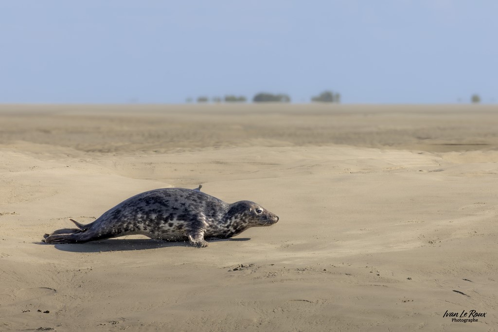 Quand t'es dans le désert depuis trop longtemps, tu t'demandes... si la mer est encore loin ! - Phoque gris - Baie d'Authie (62)  - 2022 - Canon EOS 5D Mark IV, Sigma 500 mm F/4 OS HSM SPORTS - Ivan Le Roux Photographe Berck-sur-Mer