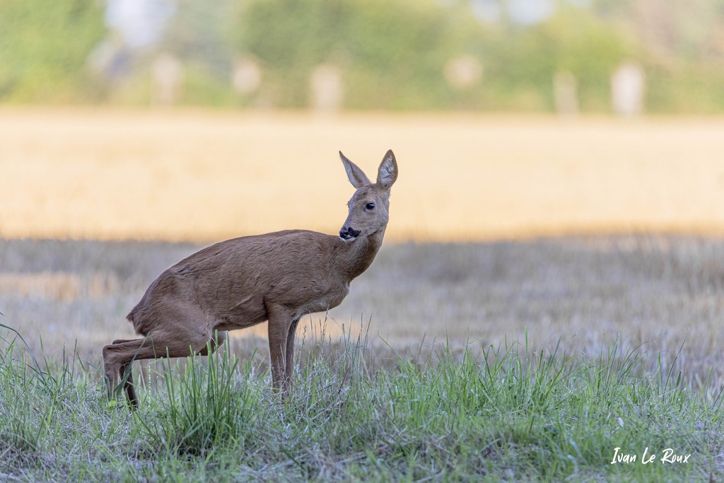 Chevrette Je regarde si personne ne me voit ! Romilly-la-Puthenaye (27) - 2021