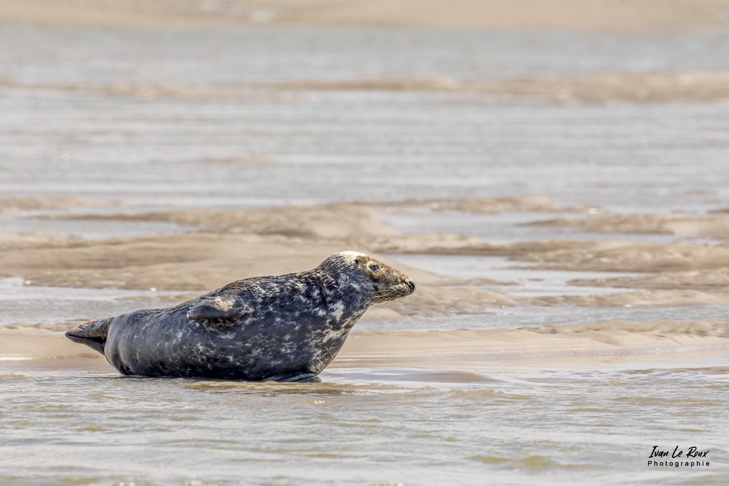 Phoque Gris  - Baie d'Authie (62)  - 2022 - Canon EOS 5D Mark IV, Sigma 500 mm F/4 OS HSM SPORTS + Sigma TC-1401 Extender x 1.4, 700 mm, 1/1600s, f/10 ISO 800  Priorité Ouverture Photographe animalier Ivan Le Roux Berck pas de Calais
