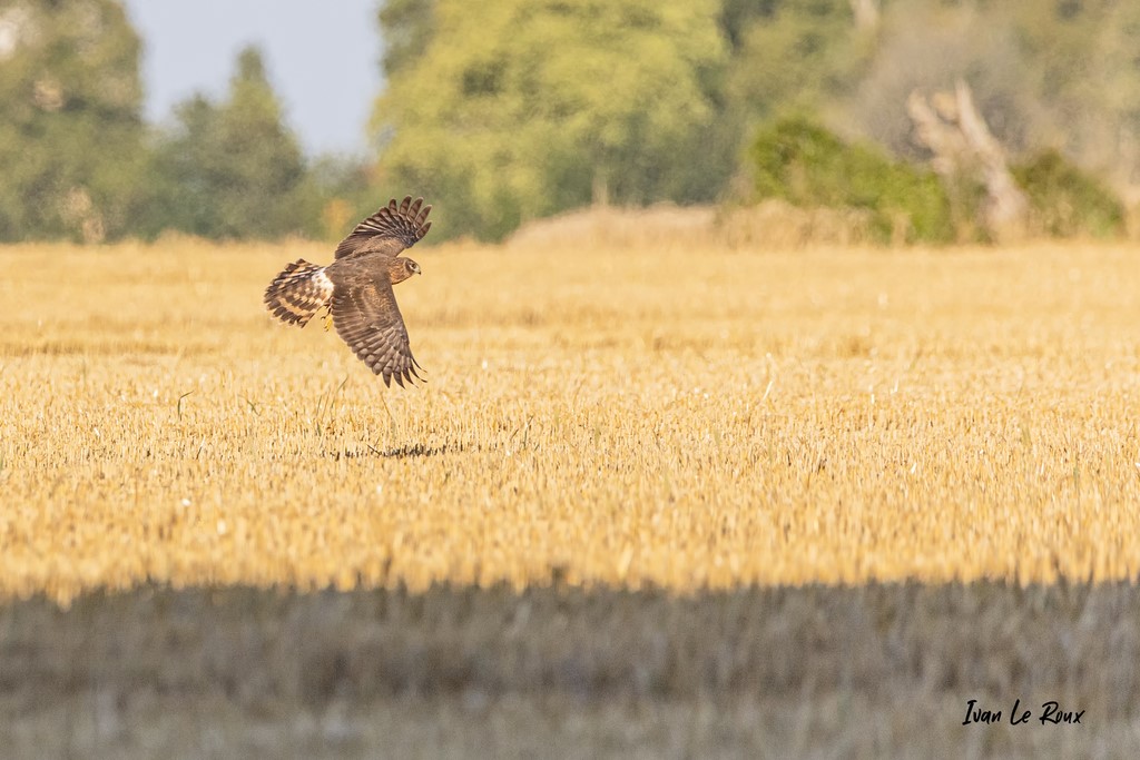 Busard Saint-Martin - Romilly-La-Puthenaye (27)  -  2021