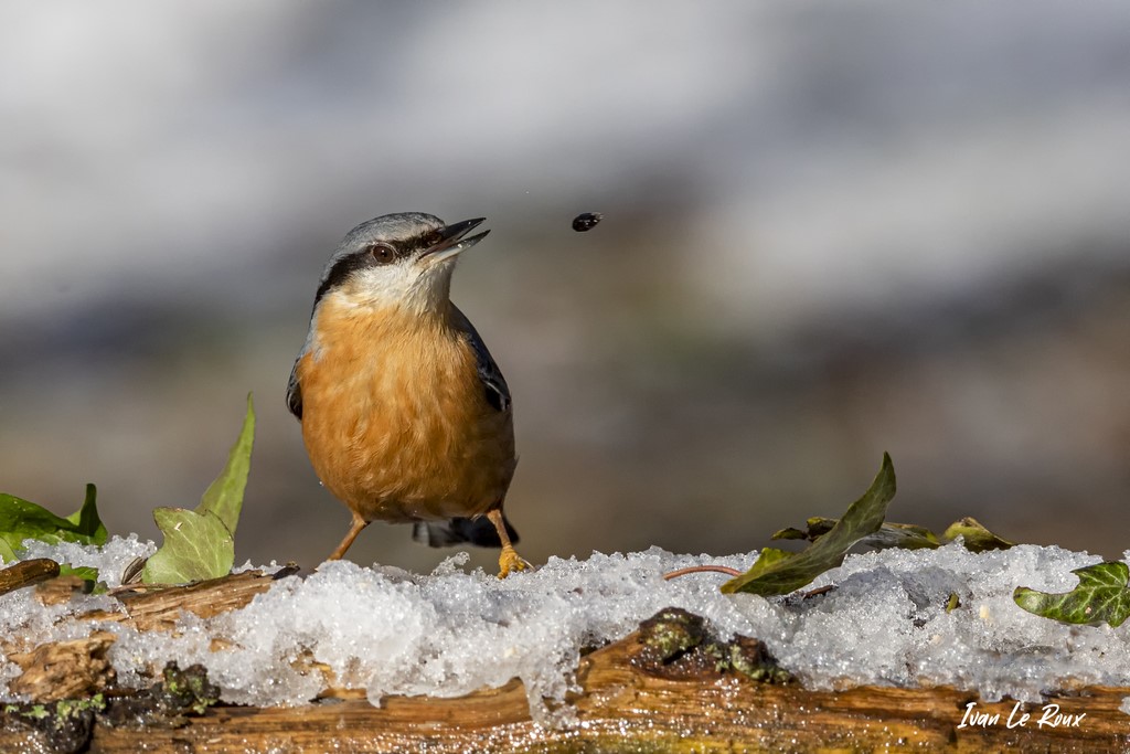 Sittelle Torchepot humour graine