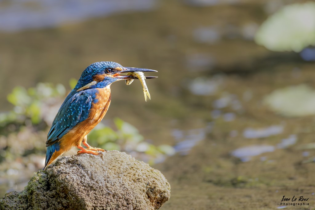 Martin Pêcheur en bord de Risle un poisson dans le bec - Romilly-la-Puthenaye (27) - 2022 - Canon EOS 5D Mark IV, Sigma 500 mm F/4 OS HSM SPORTS 500 mm + Extender TC-1401 x1.4, 700mm 1/1250s, f/5.6 ISO 1600  Priorité Ouverture​ - ivan Le Roux Photographe animalier Eure Normandie