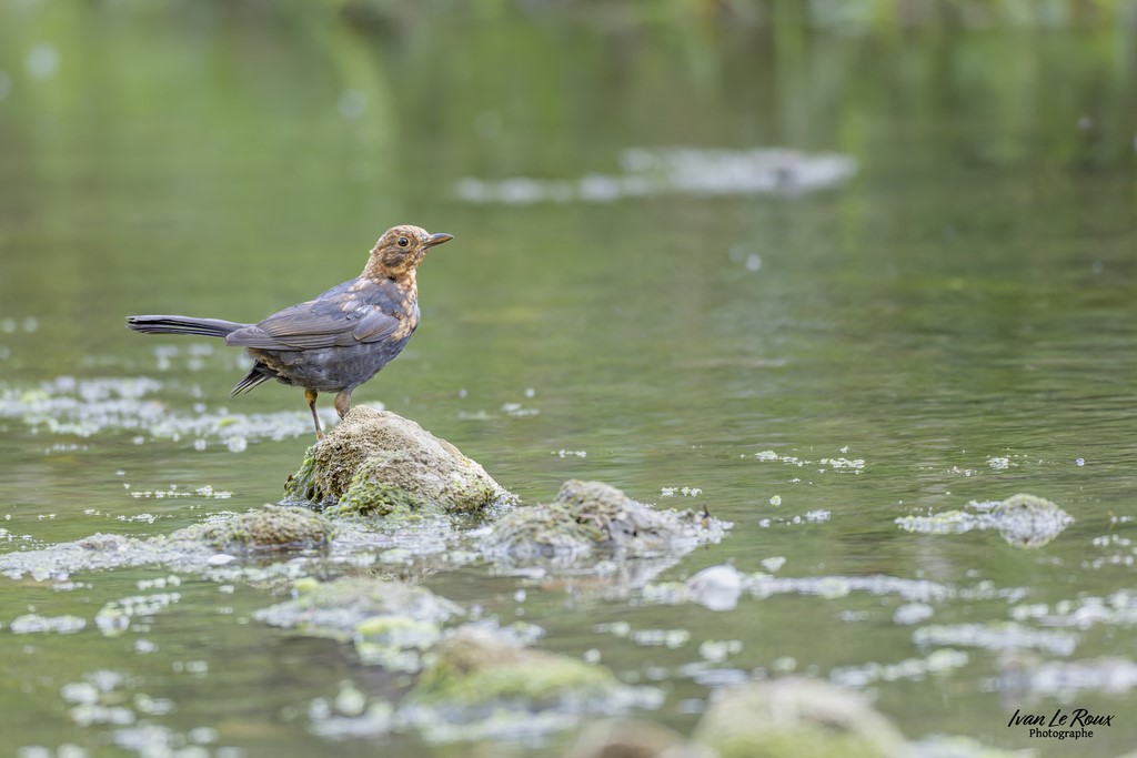 Merle Noir Juvénile - Romilly-la-Puthenaye (27) - 2022 - Canon EOS 5D Mark IV, Sigma 500 mm F/4 OS HSM SPORTS 500 mm + Extender TC-1401 x1.4, 700mm 1/200s, f/5.6 ISO 1600  Priorité Ouverture​ Ivan Le Roux photographe animalier Normandie Eure