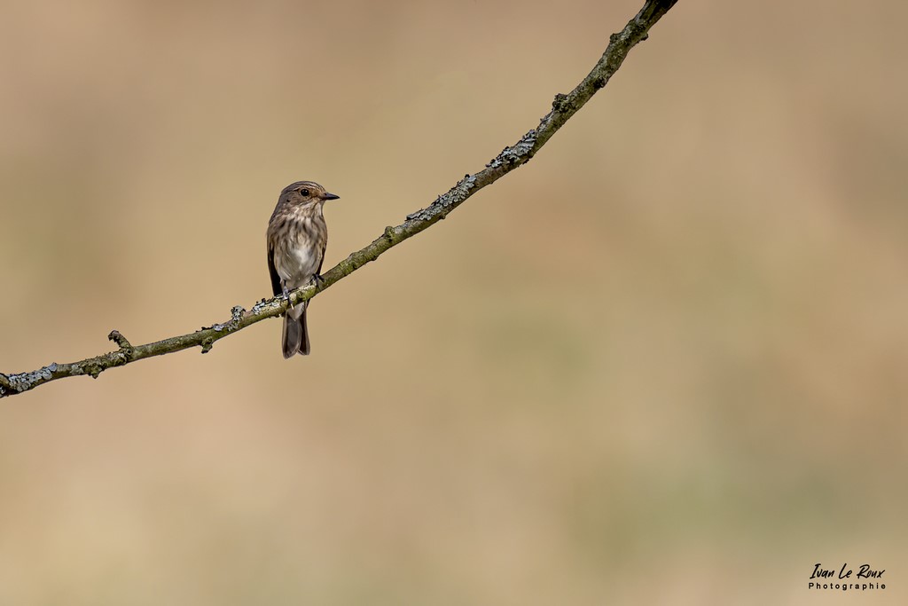 Gobemouche Gris - Romilly-la-Puthenaye (27) - 2022 - Canon EOS 5D Mark IV, Sigma 500 mm F/4 OS HSM SPORTS 500 mm + Extender TC-1401 x1.4, 700mm 1/2500s, f/8 ISO 800  Priorité Ouverture​ - ivan Le Roux Photographe Normandie