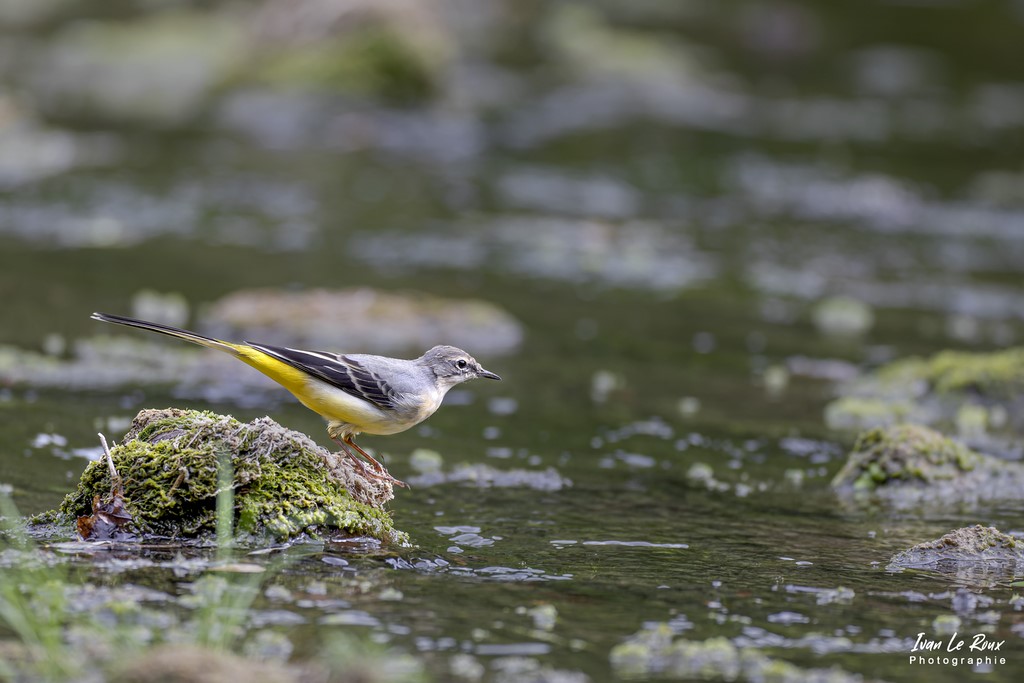 Bergeronnette des Ruisseaux - Romilly-la-Puthenaye (27) - 2022 - Canon EOS 5D Mark IV, Sigma 500 mm F/4 OS HSM SPORTS 500 mm + Extender TC-1401 x1.4, 700mm 1/640s, f/8 ISO 800  Priorité Ouverture​ - ivan Le Roux Photographie Normandie
