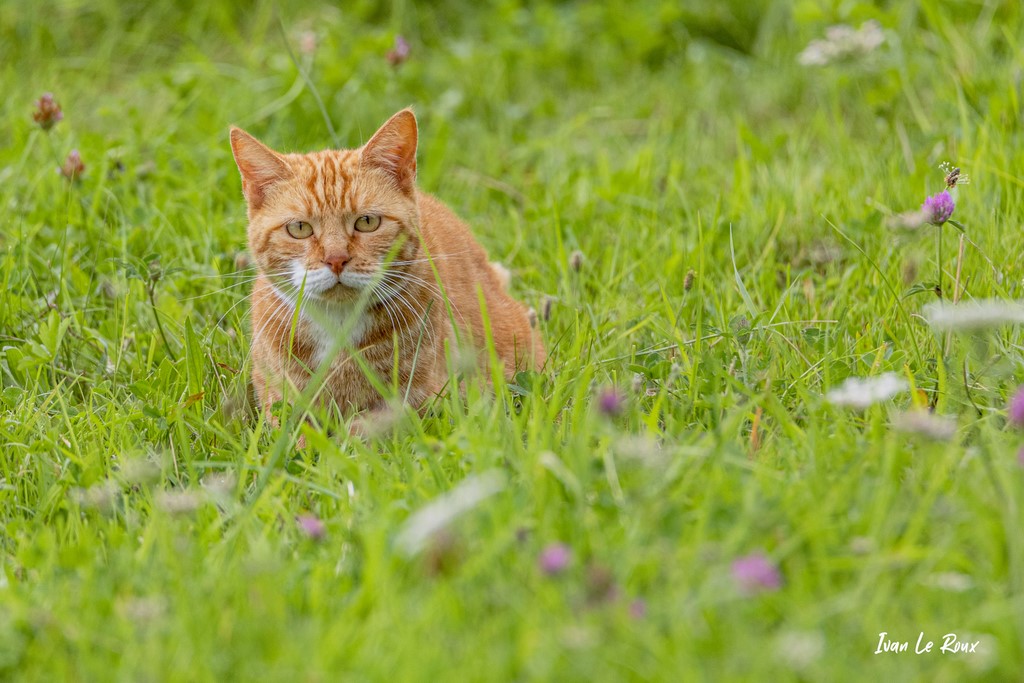 Un intrus dans notre jardin ! - 2021 - Chat rouquin