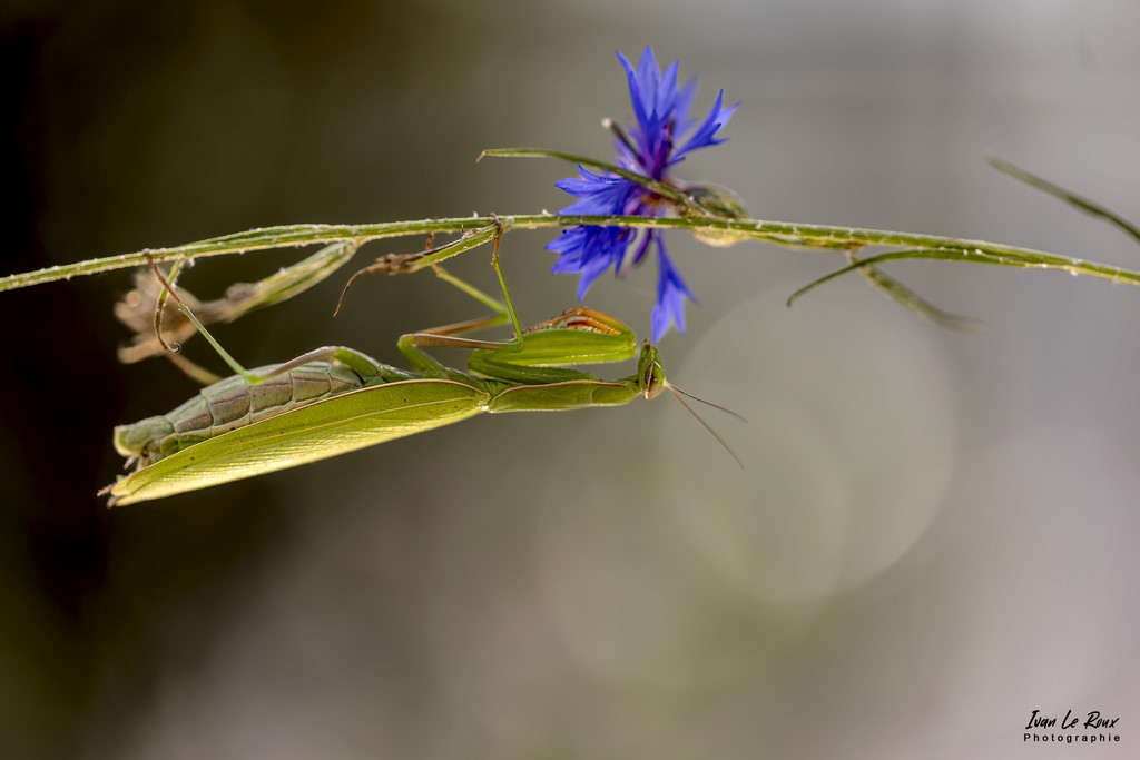 La Mante religieuse - Romilly-la-Puthenaye (27) - 2022 - Canon EOS 5D Mark IV, Sigma 105mm F2.8 EX DG OS HSM, 105 mm, 1/1000s, f/2.8 ISO 100  Priorité Ouverture Insecte Ivan Le Roux Spot Nature 2022  ,photographe