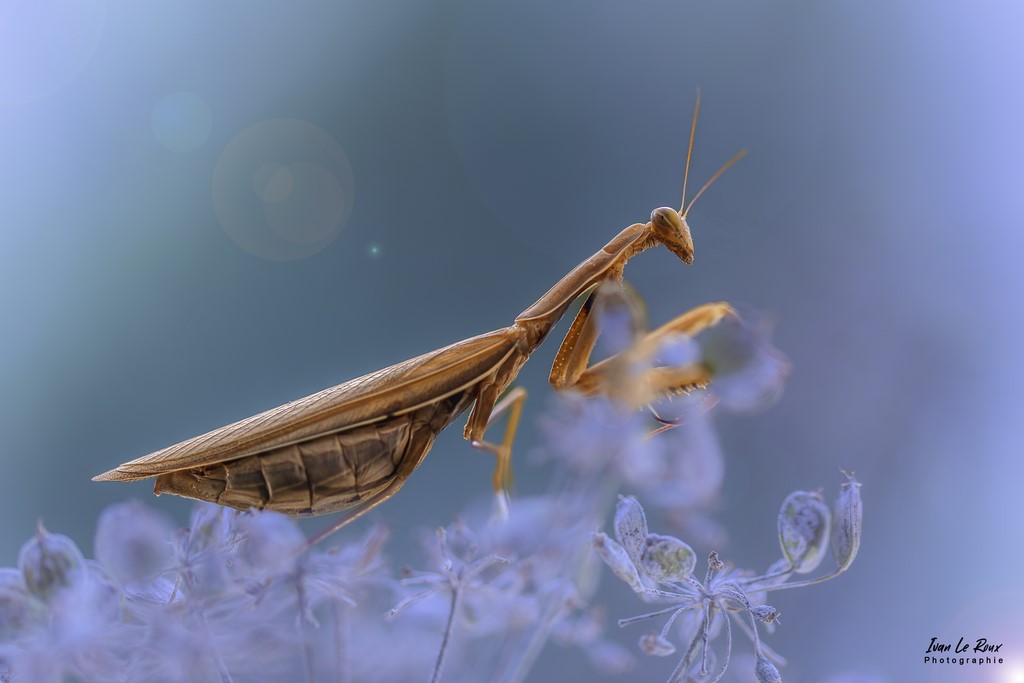 La Mante religieuse - Romilly-la-Puthenaye (27) - 2022 - Canon EOS 5D Mark IV, Sigma 105mm F2.8 EX DG OS HSM, 105 mm, 1/500s, f/2.8 ISO 100  Priorité Ouverture Ivan Le Roux  Phototographe