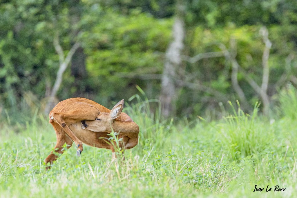 D'une grande souplesse la chevrette