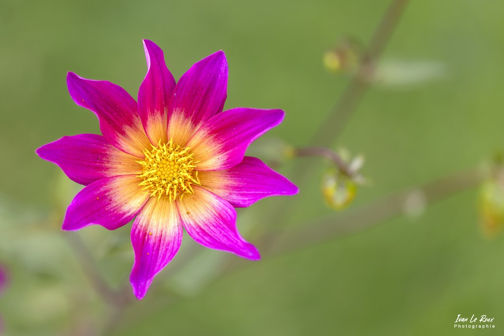 Les Jardins suspendus Le Havre 76 - 2022 - Canon EOS 5D Mark IV, Sigma 105mm F2.8 EX DG OS HSM, 105 mm, 1/400s, f/2.8 ISO 100  Priorité Ouverture ivan Le Roux Photographe
