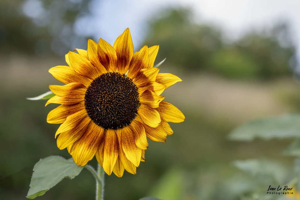 Le Tournesol - Canon EOS 5D Mark IV, Sigma 105mm F2.8 EX DG OS HSM, 105 mm, 1/250s, f/5 ISO 100  Priorité Ouverture Ivan Le Roux Photographe - Normandie