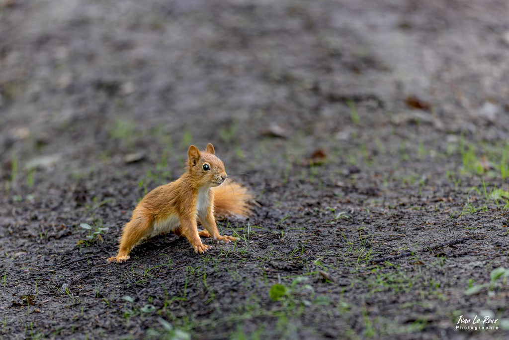 L'Ecureuil Roux - Romilly-la-Puthenaye (27) - 2022 - Canon EOS 5D Mark IV, Sigma 500 mm F/4 OS HSM SPORTS 500 mm, 1/100s, f/5 ISO 800  Priorité Ouverture - photographe animalier - ivan Le Roux Normandie
