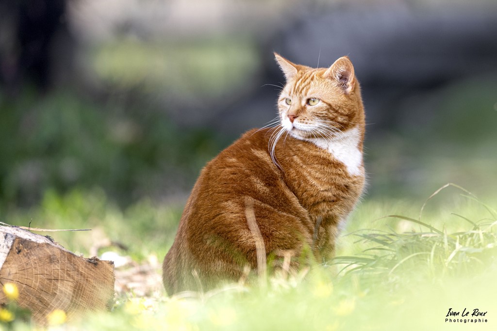 "Lilou" dans le jardin - Romilly-la-Puthenaye (27) - 2022 - Chat Ivan Le Roux
