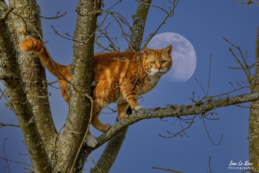  - Le Chat Perché au Clair de Lune... - Romilly-la-Puthenaye (27) - 2022 - Photo Ivan Le Roux