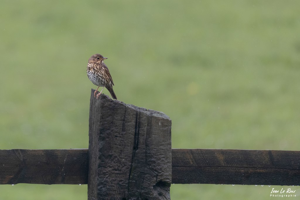 "Les Oiseaux du Jardin" - La Grive Musicienne - Romily-la-Puthenaye (27) - 2022 - Normandie