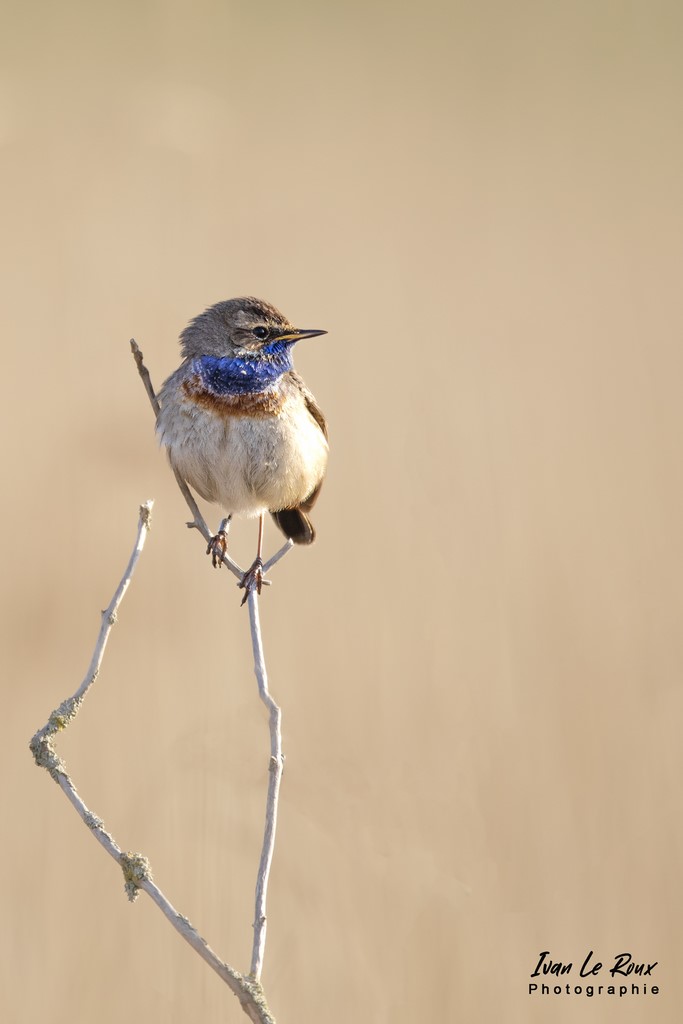 Gorgebleue dans la Roselière de l'Estuaire de la Seine (76) - 2022 - ivan Le Roux Photos animalières