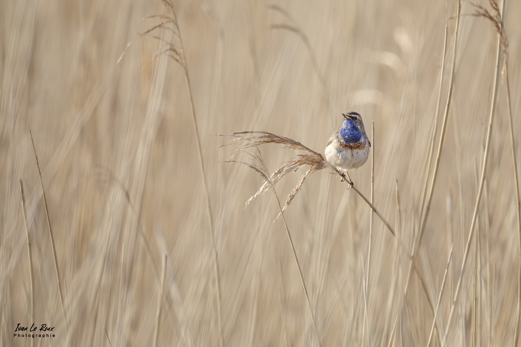 Gorgebleue dans la Roselière de l'Estuaire de la Seine (76) - 2022 Mais, Le Havre