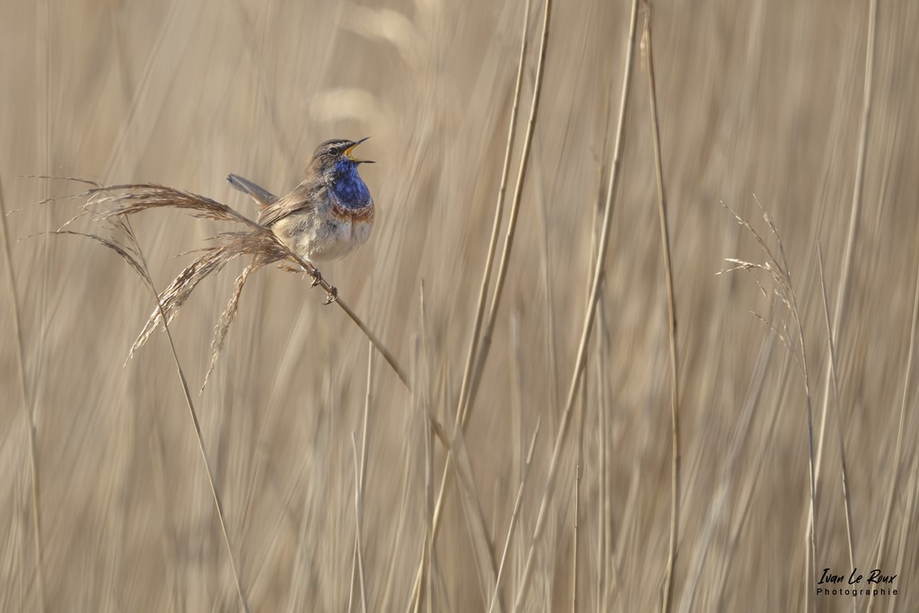 Le chant du Gorgebleue pour appeler sa promise !  - Roselière de l'Estuaire de la Seine (76) - 2022 - Ivan Le Roux Photos
