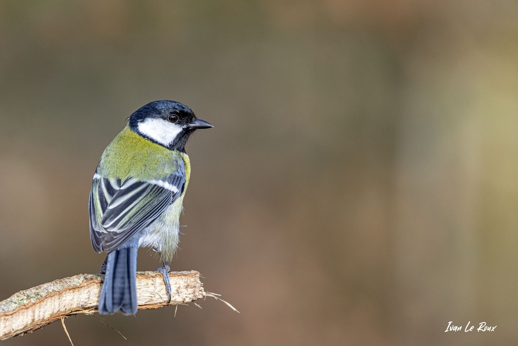 La Mésange Charbonnière