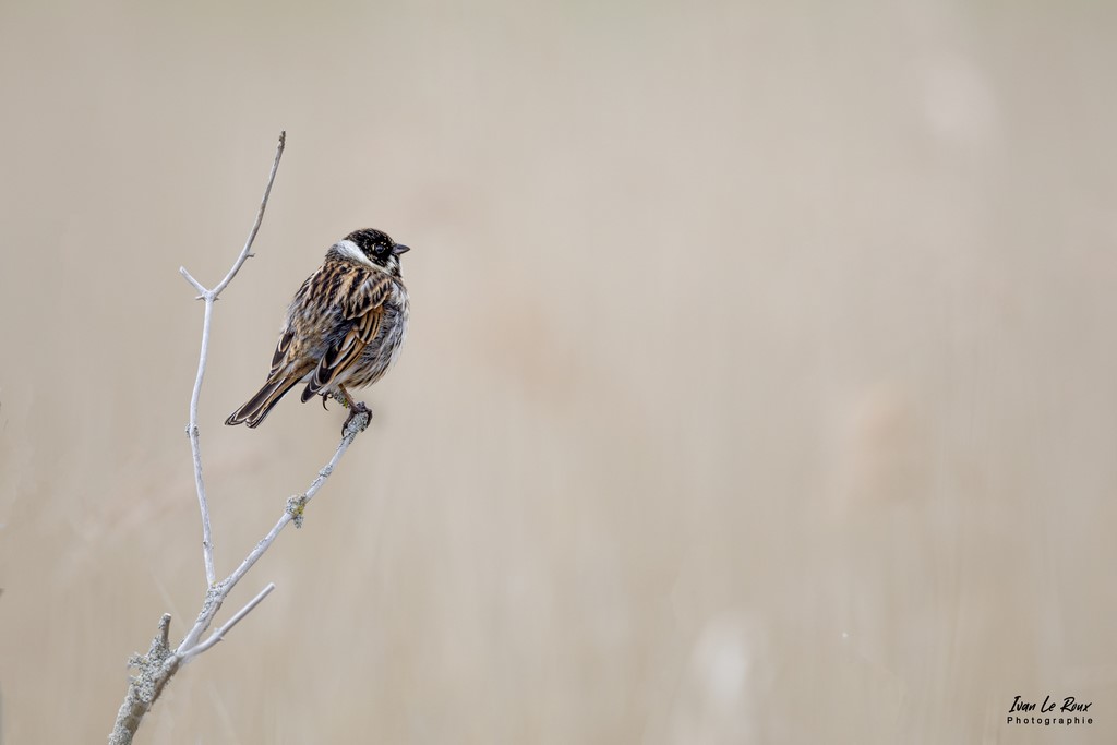 Bruant des Roseaux - Estuaire de la Seine (76) - 2022 - Ivan Le Roux Photographie