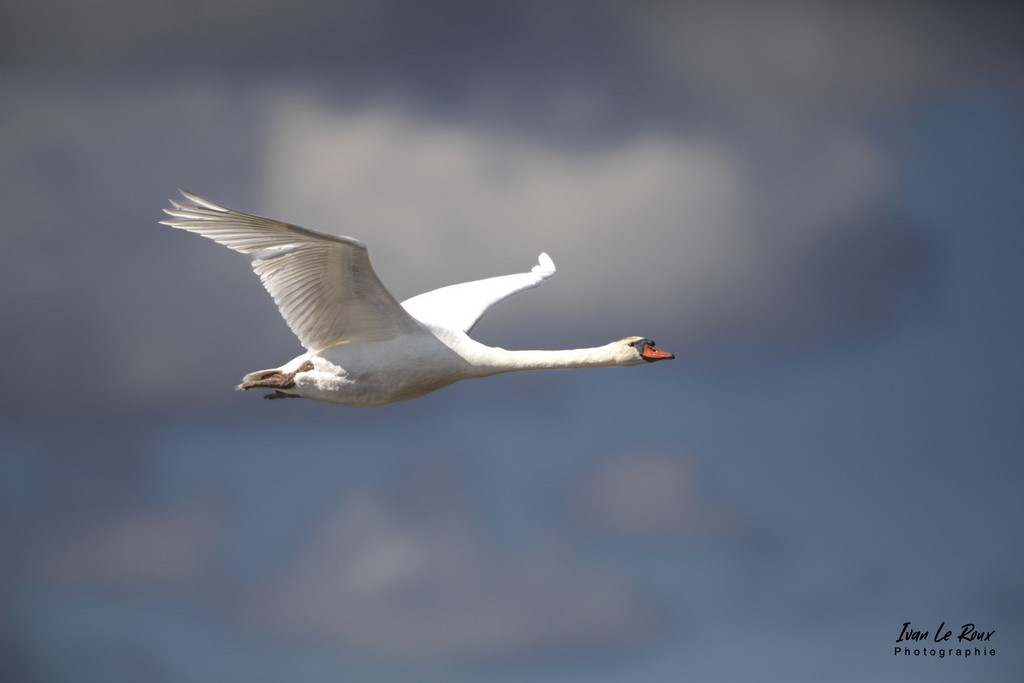 Cygne en vol - Estuaire de la Seine (76) - 2022 - Ivan Le Roux Photographie