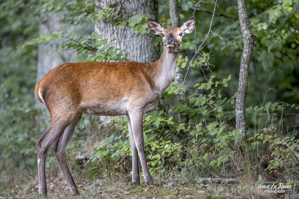La Biche prend la pose - Romilly-la-Puthenaye  (27) - 2022 - Canon EOS 5D Mark IV, Sigma 500 mm F/4 OS HSM SPORTS 500 mm, 1/250s, f/4 ISO 800  Priorité Ouverture - brame  Ivan Le Roux Photographe animalier Normandie