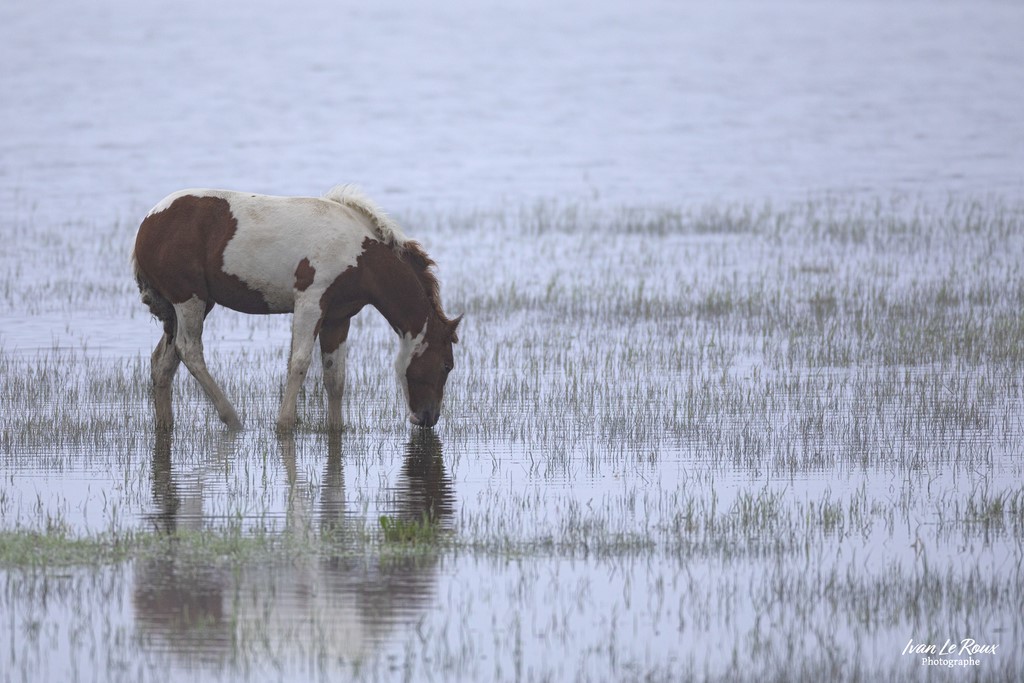 Le Sentier des chevaux - Estuaire de la Seine (76) - 2022 - Canon EOS 5D Mark IV, Sigma 500 mm F/4 OS HSM SPORTS 500 mm + Extender TC-1401 x1.4, 700mm 1/800s, f/5.6 ISO 800  Priorité Ouverture​ - ivan Le Roux Photographe animalier ancien bac du Hode