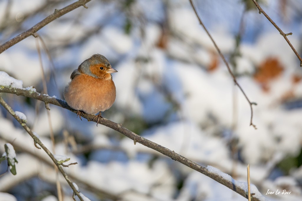 Collection "Les Oiseaux du Jardin" - Pinson des Arbres (Mâle) - 2021