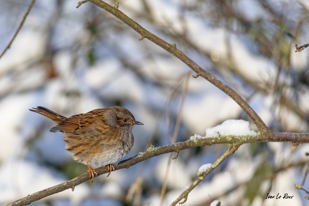 Collection "Les Oiseaux du Jardin" - Accenteur Mouchet - 2021