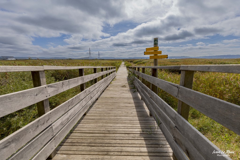 Estuaire de la Seine (76) - Le Marais d'Amfard - 2022 - Canon EOS 5D Mark IV, EF 16/35mm f/4L IS USM, 17 mm, 1/640s, f/6.3, ISO 100,  Priorité ouverture - Ivan Le Roux photographe animalier