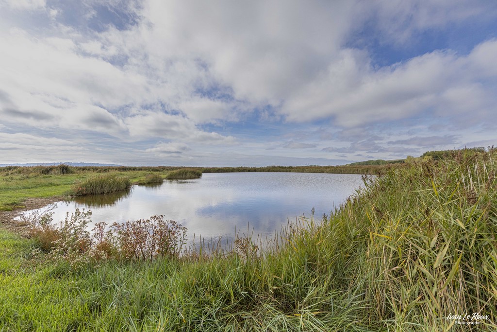 Réserve Naturelle de l'Estuaire de la Seine - Le Marais d'Amfard - 2022 - Canon EOS 5D Mark IV, EF 16/35mm f/4L IS USM, 35 mm, 1/6400s, f/5.6, ISO 800,  Priorité ouverture - ivan Le Roux Photographie Normandie