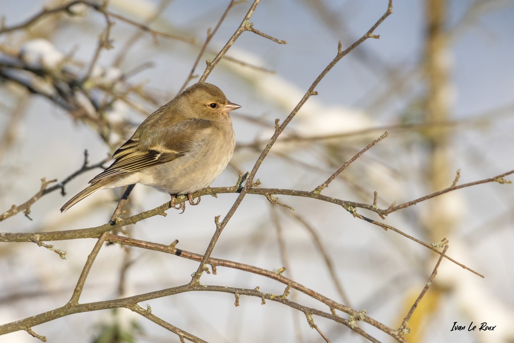 Collection "Les Oiseaux du Jardin" - Pinson des Arbres (femelle) - 2021