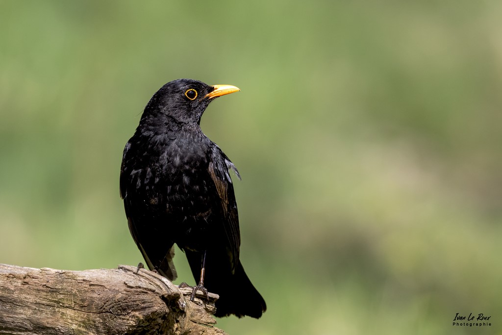 Merle Noir (mâle) - Romilly-la-Puthenaye (27) - 2022