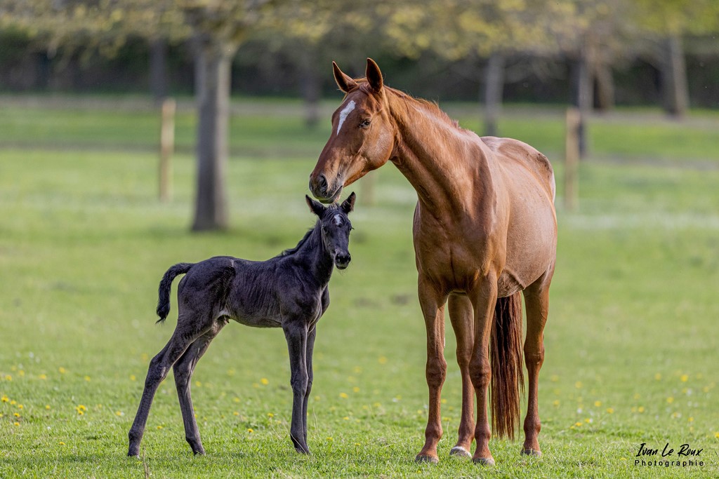 Mirabelle de Bougy & sa maman Ivresse de Bougy (Haras de Bougy) - Romilly-la-Puthenaye (27)  - 2022