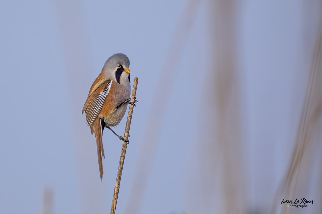 Panure à Moustaches (mâle) acfcroché à son roseau - Estuaire de la Seine (76) - 2022 - Canon EOS 5D Mark IV, Sigma 500 mm F/4 OS HSM SPORTS 500 mm + Extender TC-1401 x1.4, 700mm 1/5000s, f/5,6 ISO 800  Priorité Ouverture​ Roselière ivan Le Roux Normandie