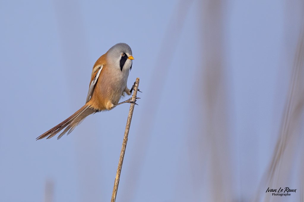 Panure à Moustaches (mâle) - Estuaire de la Seine (76) - 2022 - Canon EOS 5D Mark IV, Sigma 500 mm F/4 OS HSM SPORTS 500 mm + Extender TC-1401 x1.4, 700mm 1/3200s, f/5,6 ISO 800  Priorité Ouverture​ Ivan Le Roux Photographie Normandie 