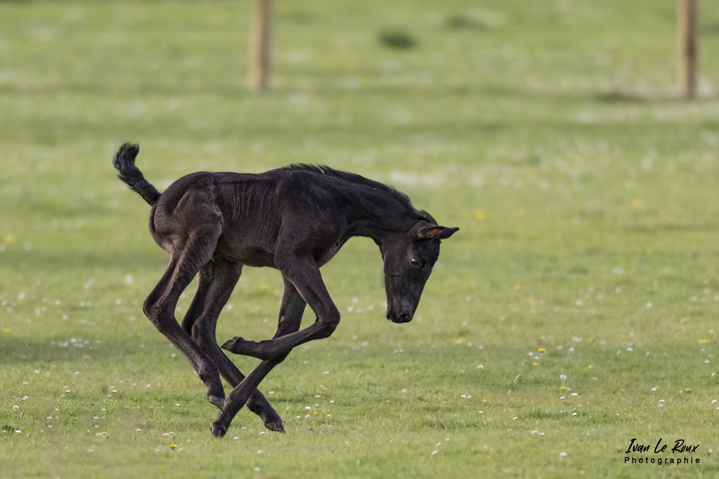 Mirabelle de Bougy (Haras de Bougy) - Romilly-la-Puthenaye (27)  - 2022