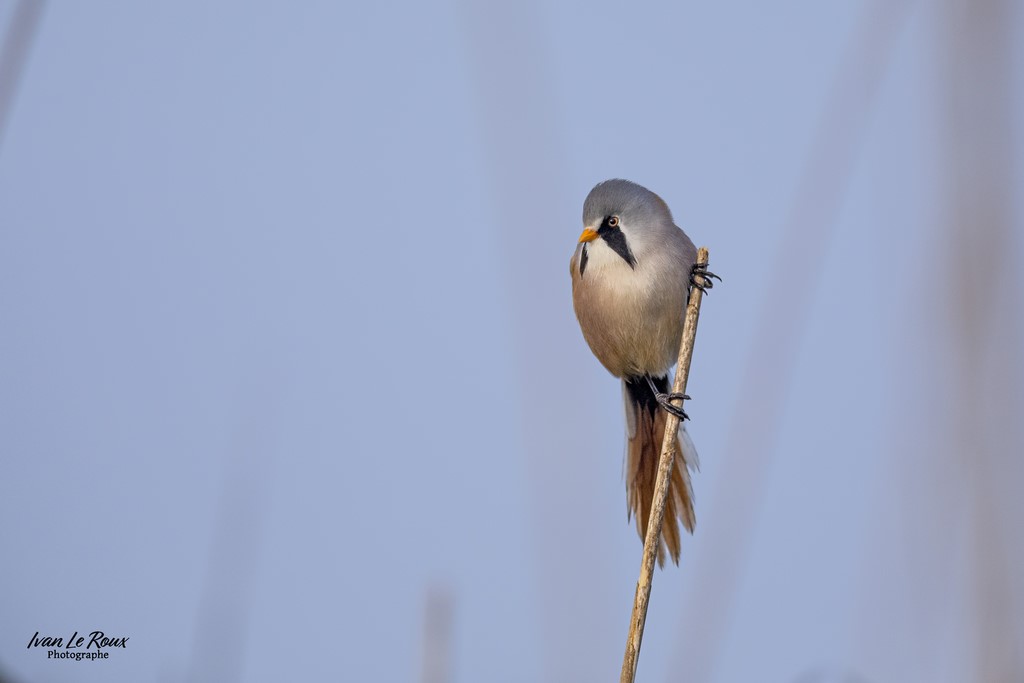 Panure à Moustaches (mâle) - Estuaire de la Seine (76) - 2022 - Canon EOS 5D Mark IV, Sigma 500 mm F/4 OS HSM SPORTS 500 mm + Extender TC-1401 x1.4, 700mm 1/250s, f/5,6 ISO 800  Priorité Ouverture​ Ivan Le Roux Photographe animalier normandie