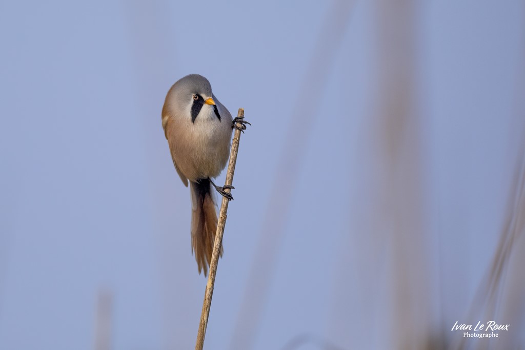 Panure à Moustaches (mâle) en octobre - Estuaire de la Seine (76) - 2022 - Canon EOS 5D Mark IV, Sigma 500 mm F/4 OS HSM SPORTS 500 mm + Extender TC-1401 x1.4, 700mm 1/3200s, f/5,6 ISO 800  Priorité Ouverture​ ivan Le Roux Photographe animalier seine-maritime