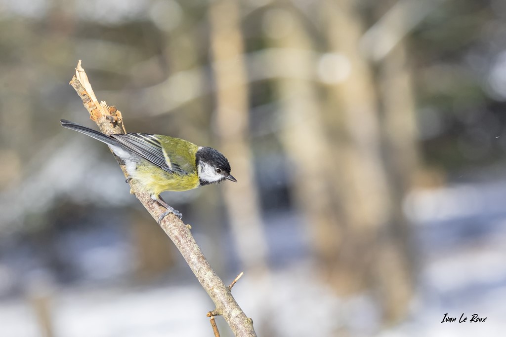 Collection "Les Oiseaux du Jardin" - Mésange Charbonnière - 2021